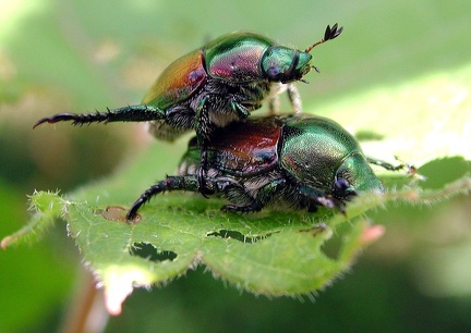 JapaneseBeetles