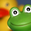 FrogDuck1