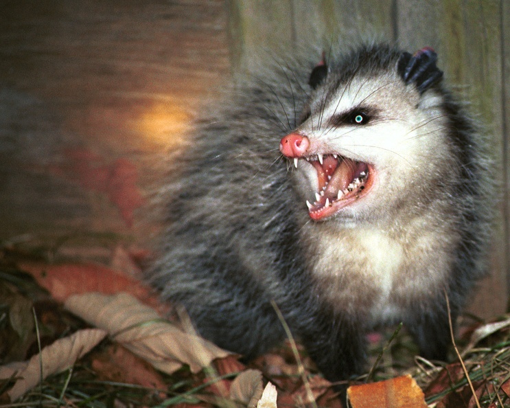 2001-01-Angry-Possum.jpg