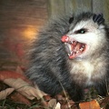 2001-01-Angry-Possum