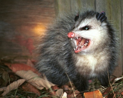 2001-01-Angry-Possum