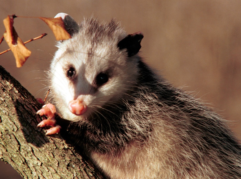 2001-01-Possum-in-Tree-1.jpg