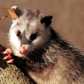 2001-01-Possum-in-Tree-1