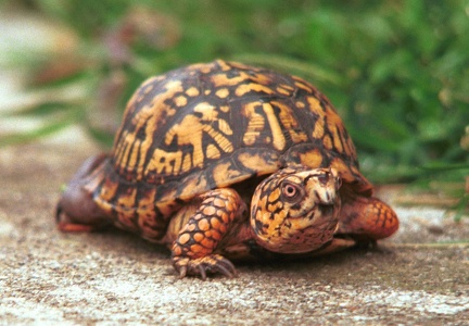 Turtle