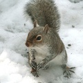 squirrel2