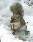 squirrel2