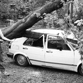 1989-05-treefallsinwoodbury-1