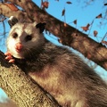 2001-01-Possum-in-Tree-2