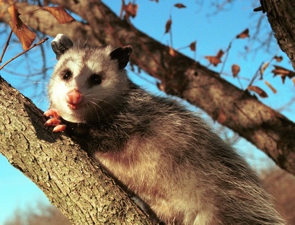 2001-01-Possum-in-Tree-2