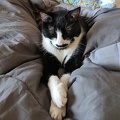 2019-03-31 Simon-air-mattress