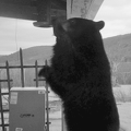 2022-04-21 Bear 1