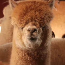 Alpacas