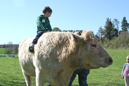 2007-0330 Farm Trip Sam Rides Cow-sm