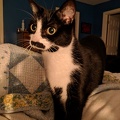 simon2