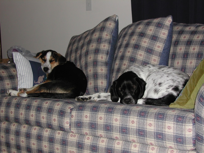 2002-02 Tucker and Ditto on Sofa.jpg