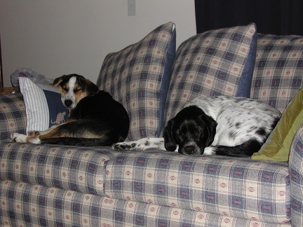 2002-02 Tucker and Ditto on Sofa