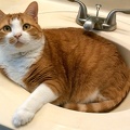 phredsink