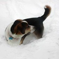 2003 Winter Tucker-in-Snow 2