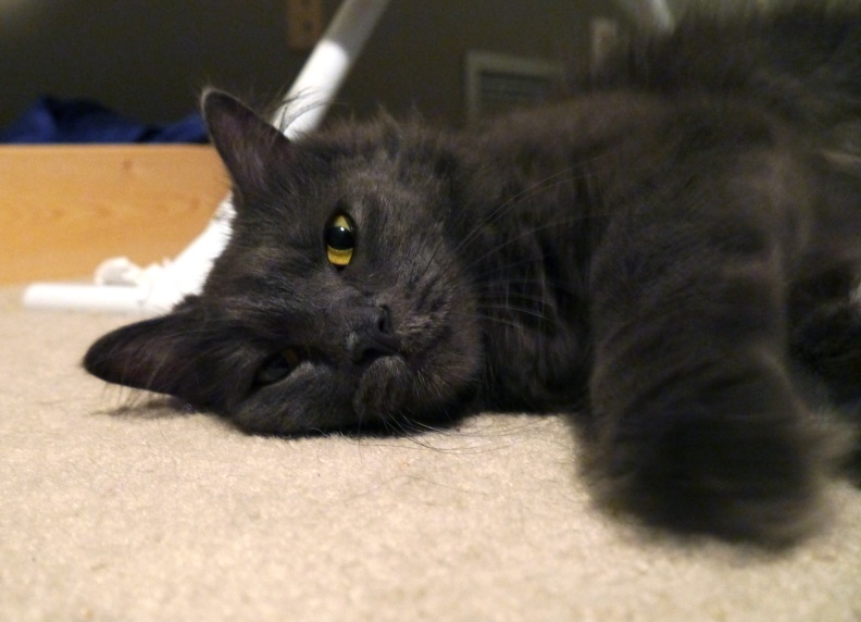 2013-06-10 Charlie 561.jpg