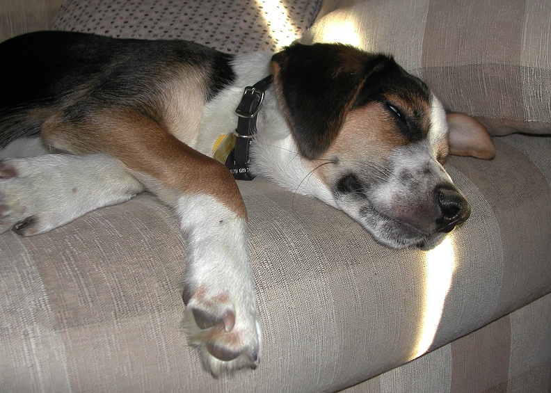 2002-01-27_Tucker on Sofa2b.jpg