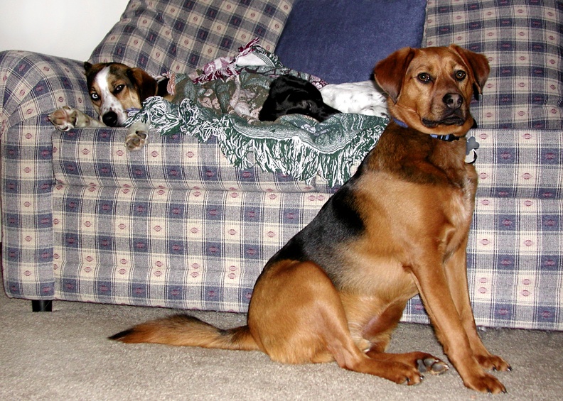 2003-01-22_Dogs.jpg