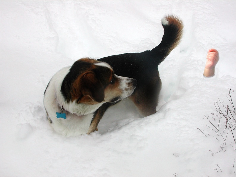 2003-02-17_Tucker and Sam in Snow.jpg