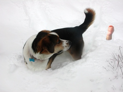 2003-02-17 Tucker and Sam in Snow