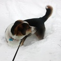 2003-02-17 Tucker in Snow