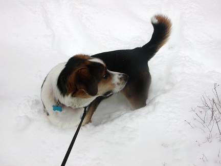 2003-02-17 Tucker in Snow