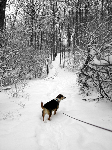 2003-0217_Tucker in Snow-B.jpg