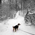 2003-0217 Tucker in Snow-B