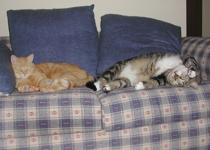 Percy and TK on Sofa