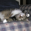 Percy on Sofa