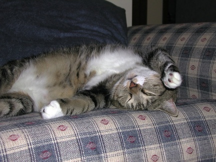 Percy on Sofa