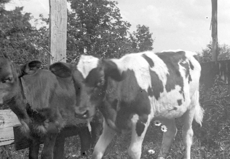 Ireland Plates 458.jpg