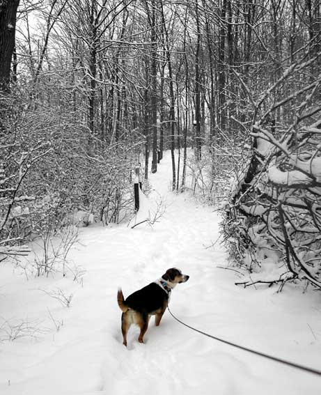 2003 Winter Tucker-in-Snow.jpg