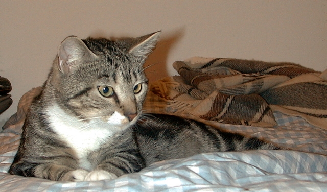 1998-07_Percy on Bed.jpg