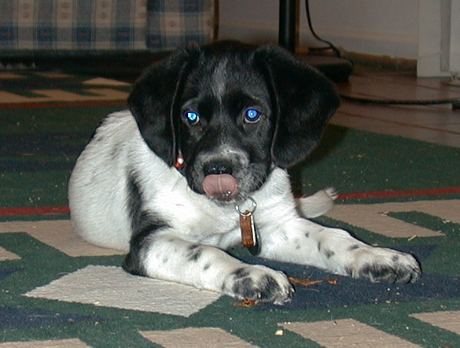 Ditto Puppy E.jpg